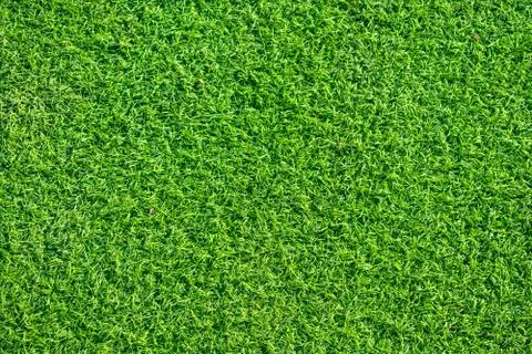Green grass texture Stock Photos