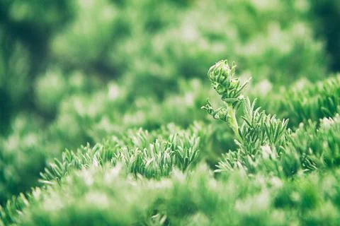 Green grass texture Stock Photos