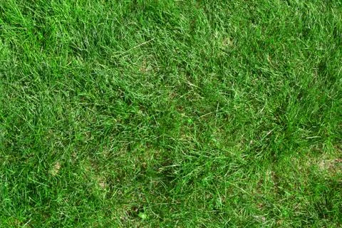 Green grass texture Stock Photos