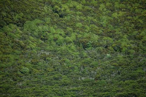 Green grass texture Stock Photos