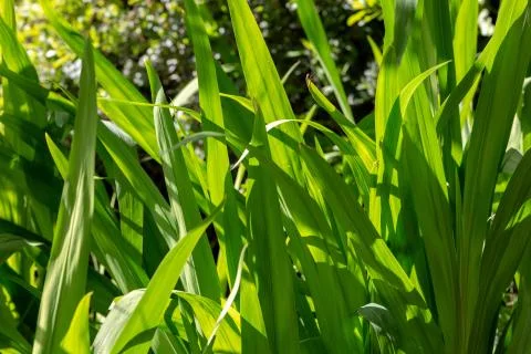 Green grass for texture Stock Photos