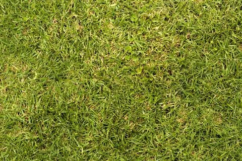 Green Grass texture Stock Photos
