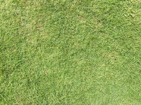 Green grass texture Stock Photos