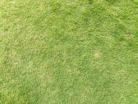 Green grass texture Foto stock