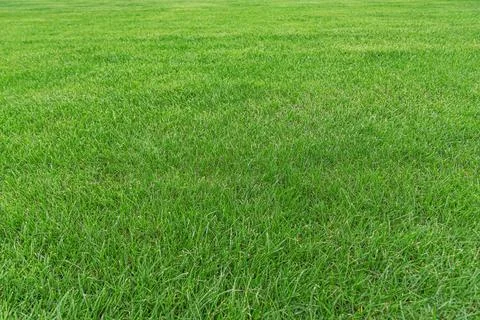 Green grass texture Stock Photos