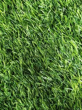 Green grass texture Stock Photos