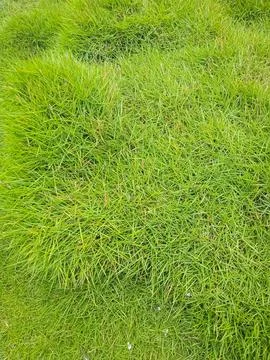 Green grass texture 스톡 사진