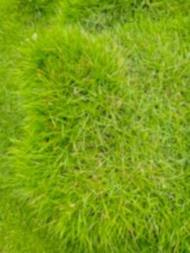 Green grass texture Stock Photos