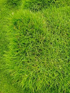 Green grass texture 스톡 사진