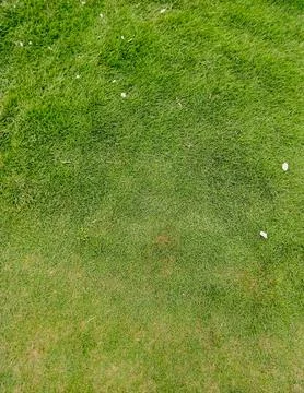 Green grass texture 写真素材