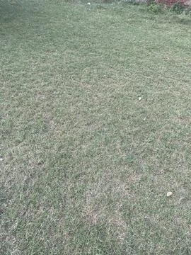 Green Grass Texture Stock Photos