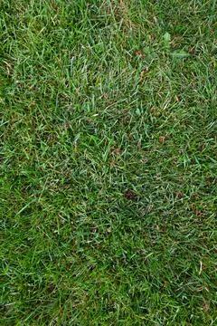 Green grass texture Fotos Stock