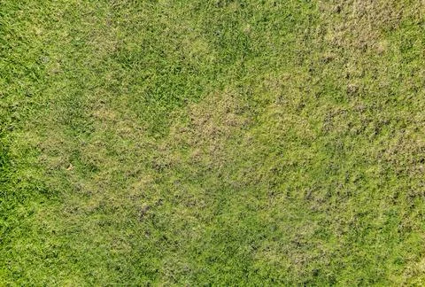 Green grass texture, showcasing various shades of green and brown patches, 스톡 사진