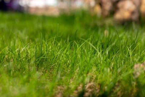 Green grass texture. side view. blur background Stock Photos