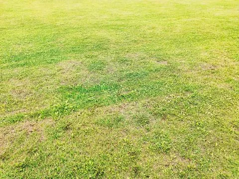Green grass texture. Spring fresh lawn carpet. Green lawn background. Nature  Stock Photos