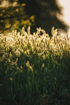 Green grass texture in sunlight Stock Photos