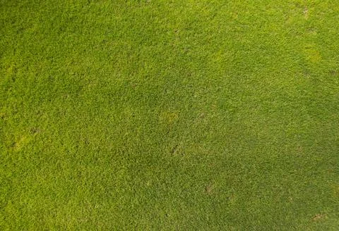 Green grass texture top view Stock Photos