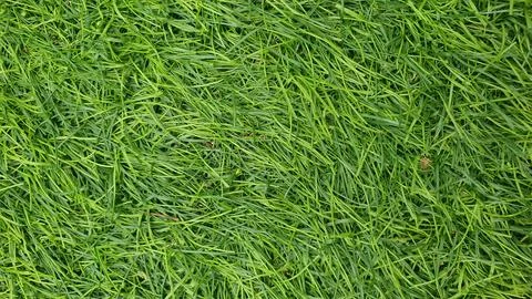 Green grass texture top view Stock-Fotos