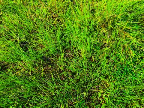 Green grass texture wall space background. fresh foliage in the outdoor Stock Photos