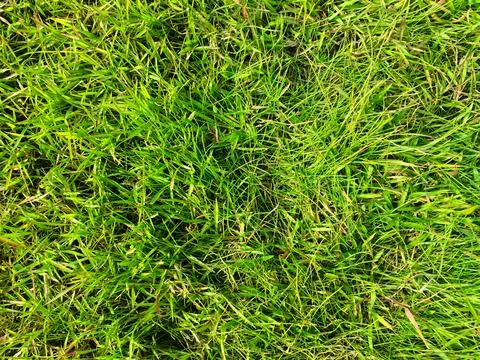 Green grass texture wall space background. fresh foliage in the outdoor Stock-Fotos