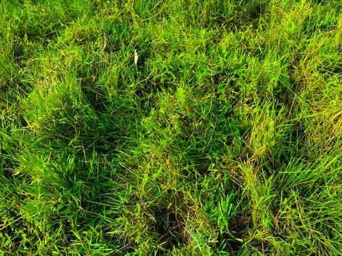 Green grass texture wall space background. fresh foliage in the outdoor Stock Photos