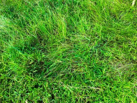 Green grass texture wall space background. fresh foliage in the outdoor Foto stock