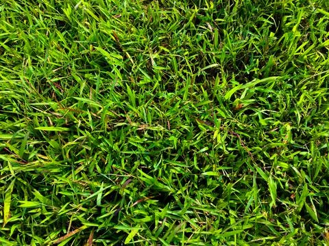Green grass texture wall space background. fresh foliage in the outdoor Stock Photos