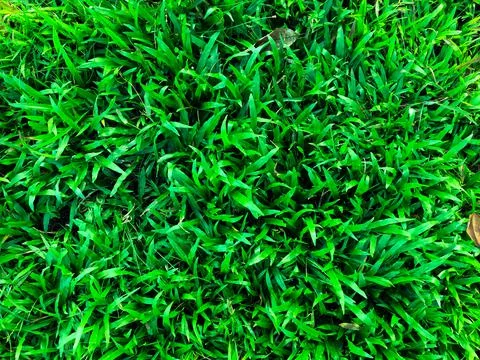 Green grass texture wall space background. fresh foliage in the outdoor Stock Photos