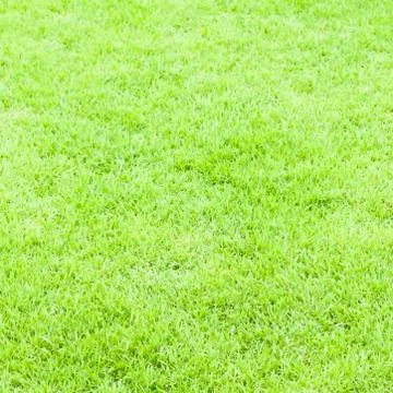 Green grass texture for web or sport Stock Photos
