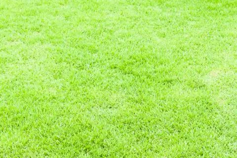 Green grass texture for web or sport Stock Photos