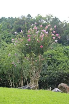 In the green grass, there is an old crape myrtle tree with pink flowers blo.. Stock Photos