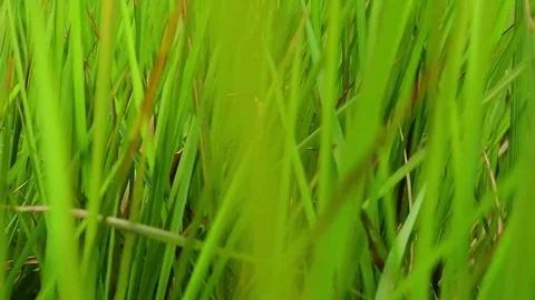 Green grass, thick foliage cover the soil. Stock Footage 85340955