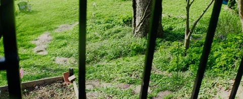 Green grass through bars outside 库存影片 106632669