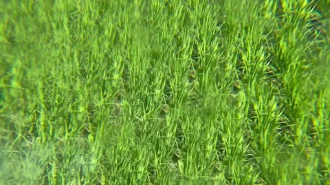 Green grass through distorted crystal lense on a sunny day in summer. Fresh Stock Footage 206404466
