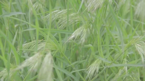 Green Grass Through The Wind 스톡 동영상 10916636