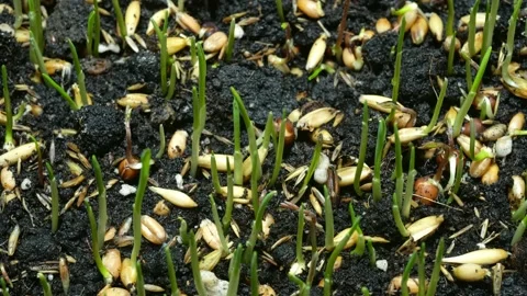 Green grass timelapse. Accelerated grass growth macro video Stock Footage 176711987