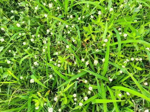 Green grass with tiny flowers Stock Photos