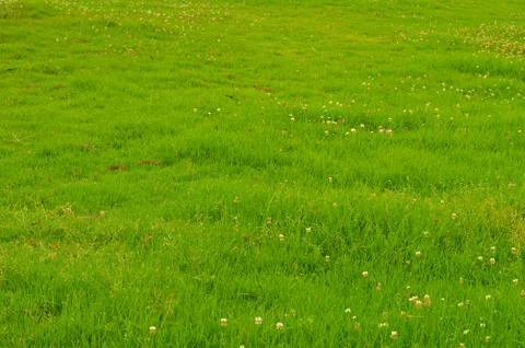 Green grass with tiny white flowers forming a texture in the morning with dew Stockfoto's