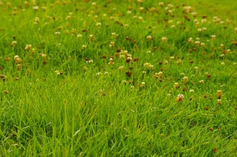Green grass with tiny white flowers forming a texture in the morning with dew 스톡 사진