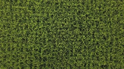 Green grass on top Stock Footage 99615636