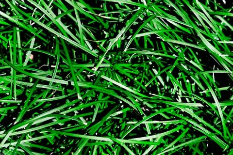 Green grass. Top view, close-up. Concept background Stock Photos