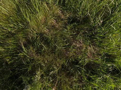 Green grass top view Stock Photos