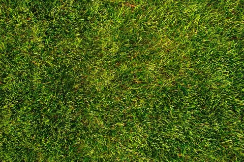 Green grass top view. Texture. Background. Turf surface. Flat green grass 写真素材