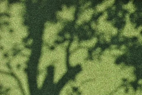 Green grass with tree shade. Stock Photos