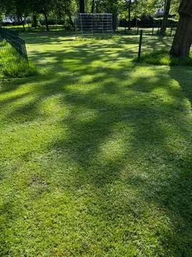Green grass with tree shadow on the ground in public park, stock photo Stock Photos