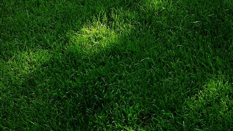 Green Grass Tree shadow hd footage Stock Footage 95271311