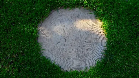 Green Grass tree stub shadow hd footage Stock Footage 95275164
