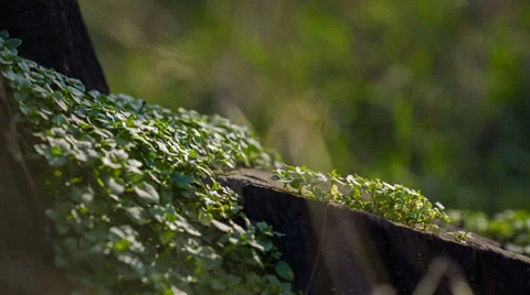 Green Grass On A Tree Stump 1 Stock Footage 32500437