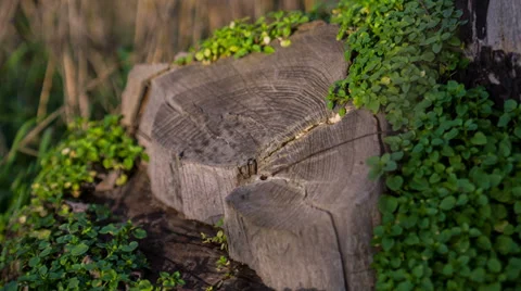 Green Grass On A Tree Stump 2 Stock Footage 32500497