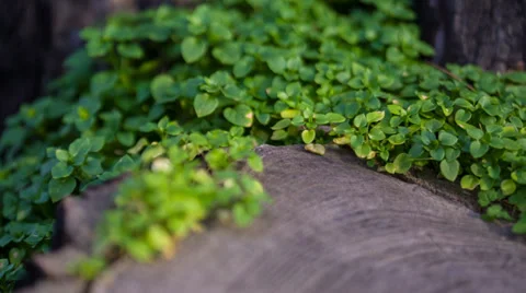 Green Grass On A Tree Stump 3 Stock Footage 32500547